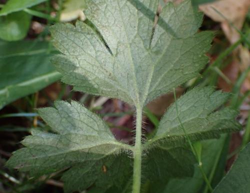 Phytomyza sp.
